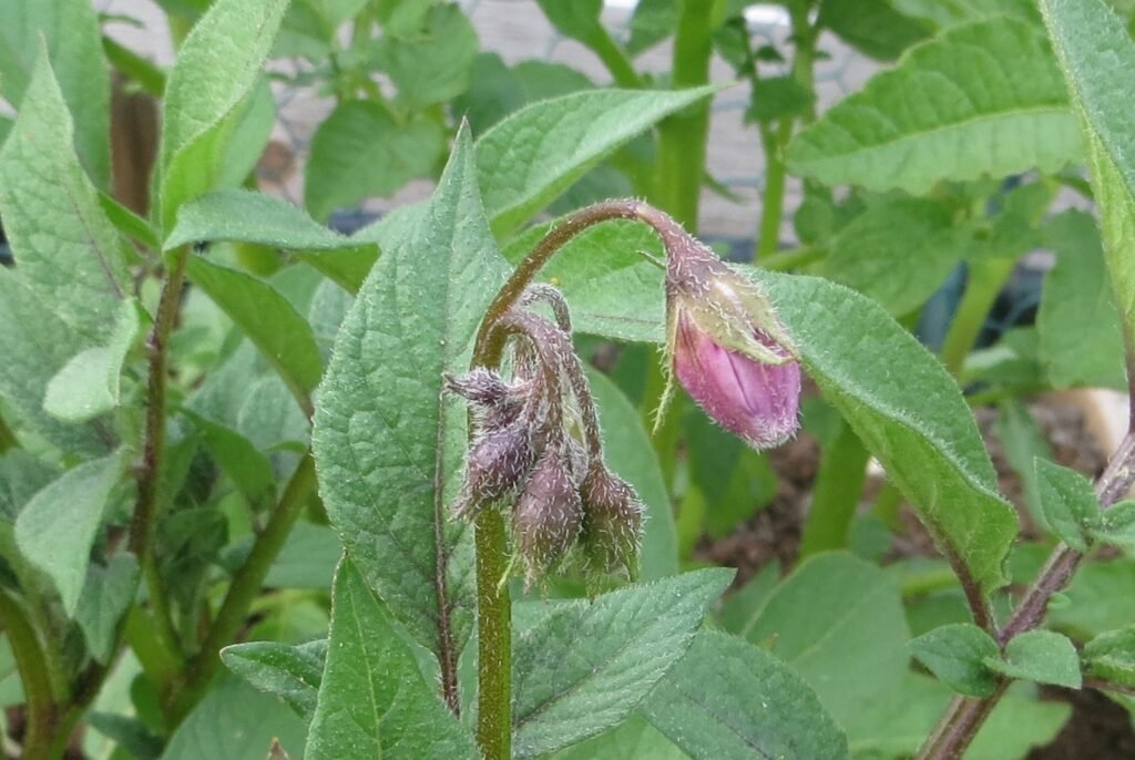 Potato flower
